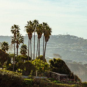 scenic view of california with palm trees